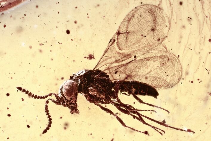 Detailed Fossil Male Parasitoid Wasp (Idris) in Baltic Amber #325367